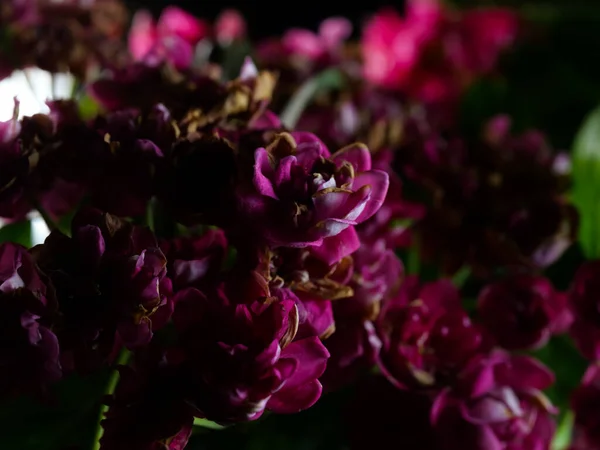 Een Close Shot Van Roze Verwelkende Midland Meidoorn Bloemen — Stockfoto