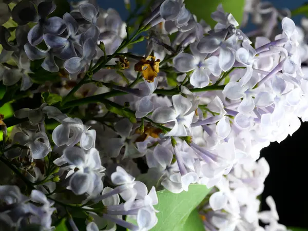 Gros Plan Fleurs Lilas Fleurs — Photo