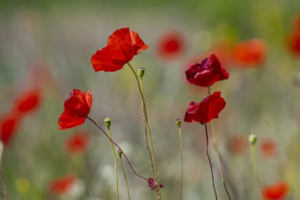 Tarladaki Kırmızı Gelincik Çiçeklerinin Seçici Odak Noktası — Stok fotoğraf