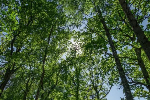 Een Lage Hoek Van Verse Groene Bomen Het Bos — Stockfoto
