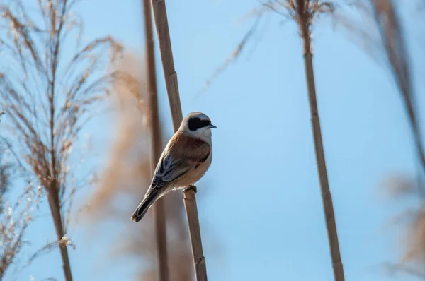 European Penduline Tit Remiz Pendulinus Male Perched Reeds River —  Fotos de Stock