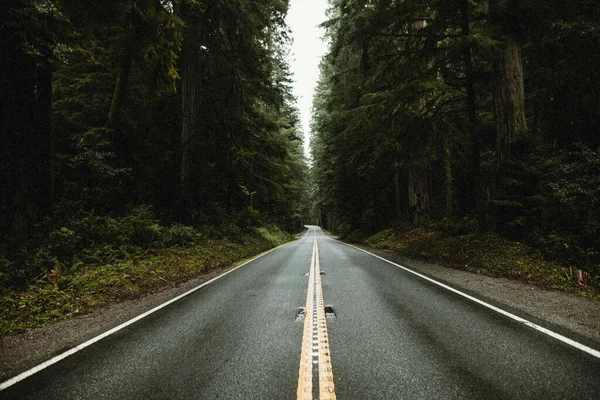 Nahaufnahme Einer Leeren Straße Die Von Wäldern Umgeben Ist — Stockfoto