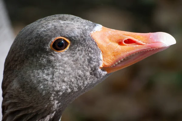 Portré Egy Greylag Goose Anser Anser Fejéről Amely Nagyon Részletes — Stock Fotó