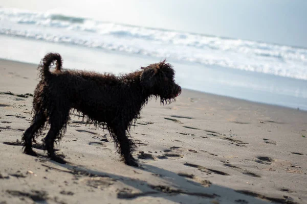 Cucciolo Bagnato Che Ammira Oceano Sulla Spiaggia Sabbia All Alba — Foto Stock