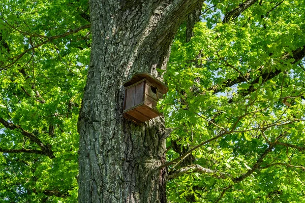 森の木から吊るされた鳥の家 — ストック写真
