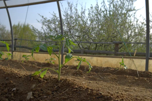 Plantas Tomate Recém Transplantadas Horta Dentro Estufa — Fotografia de Stock