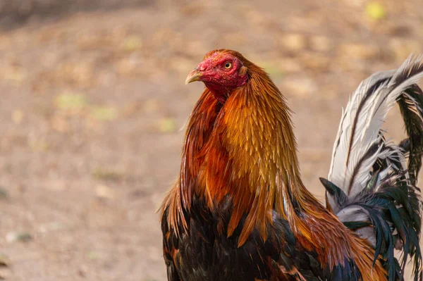 Egy Közeli Kép Egy Tyúkról Kertben — Stock Fotó