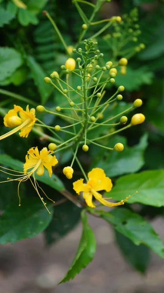 Tiro Seletivo Foco Uma Planta Flowering Amarela Que Cresce Jardim — Fotografia de Stock