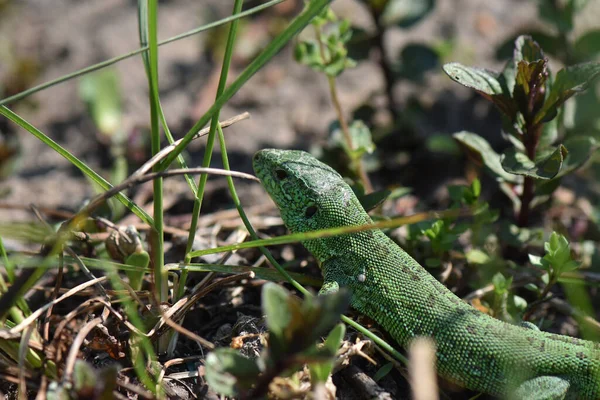 Tiro Seletivo Foco Lagarto Vegetação Natureza — Fotografia de Stock