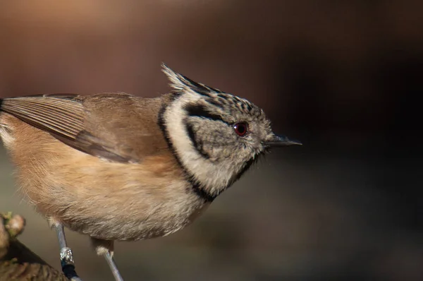 Close Crested Tit Lophophanes Cristatus Branch — Stockfoto