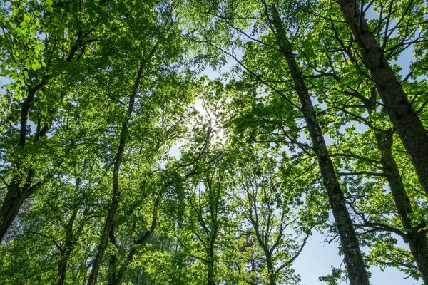 Een Lage Hoek Van Verse Groene Bomen Het Bos — Stockfoto