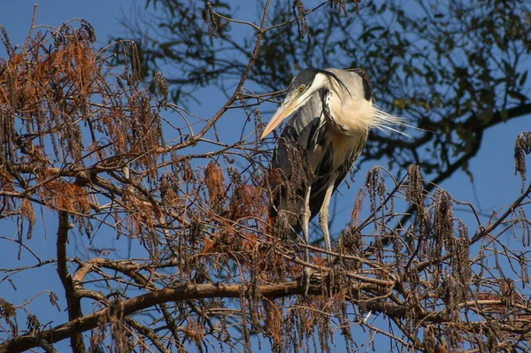 Garza Cocoi Ardea Cocoi Posada Árbol Parque Público Buenos Aires — Foto de Stock