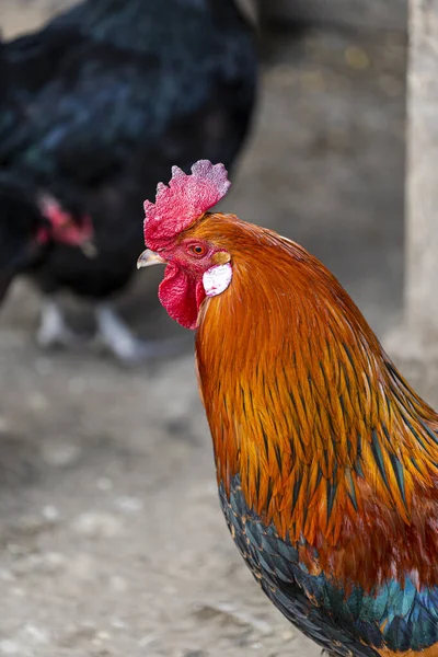 背景がぼやけている色鮮やかな鶏の垂直ショット — ストック写真