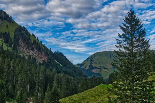 曇り空の下で新緑の木々に覆われた山の岩の美しいショット — ストック写真