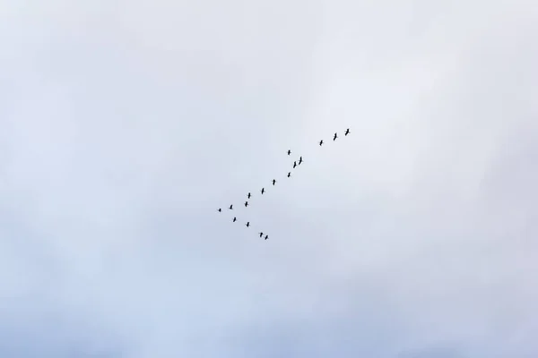 Ein Tiefflug Von Vögeln Die Unter Einem Bewölkten Himmel Fliegen — Stockfoto
