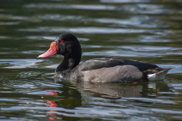 Pochard Bico Rosado Netta Peposaca Macho Lago Las Regatas Buenos — Fotografia de Stock