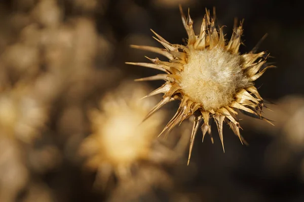 Gros Plan Une Fleur Sèche Chardon Séché — Photo