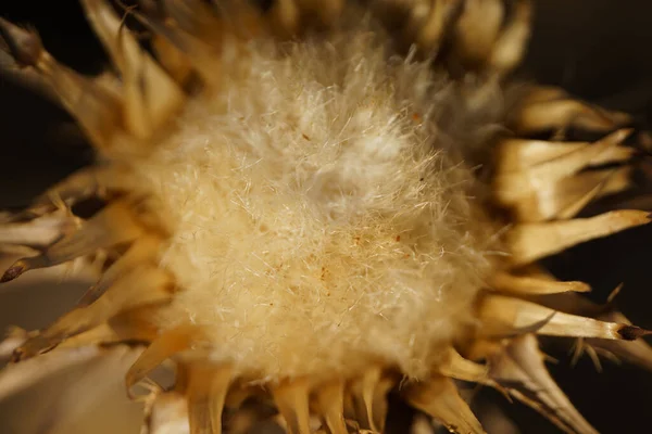 Gros Plan Une Fleur Sèche Chardon Séché — Photo