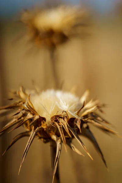 Selektivní Záběr Uschlého Suchého Bodlákového Květu — Stock fotografie