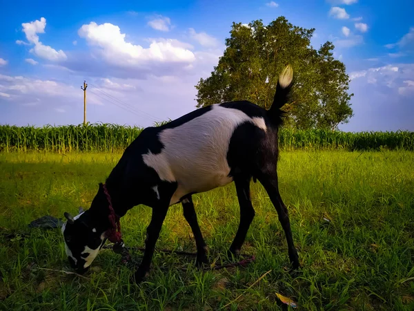 Primer Plano Una Vaca Pastando Prado — Foto de Stock