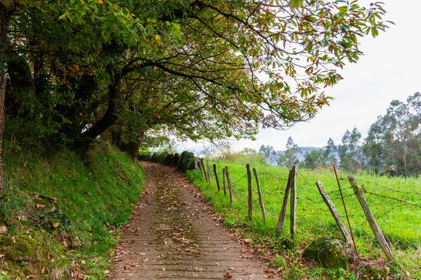 Closeup Shot Small Pathway Middle Forest — Stock Photo, Image