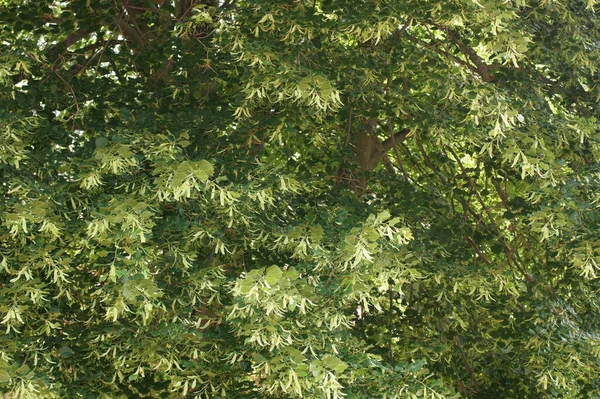 日光の下でリンデンの木のクローズアップショット 壁紙のための素晴らしい — ストック写真
