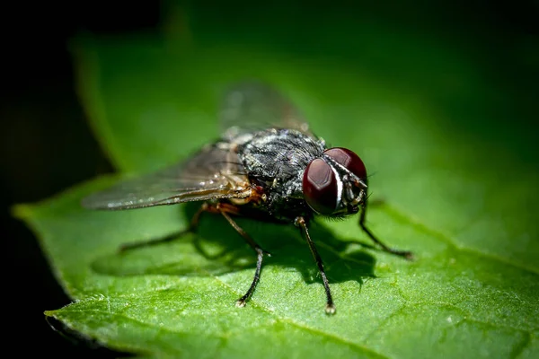 Primer Plano Una Pequeña Mosca Sobre Una Hoja Verde — Foto de Stock