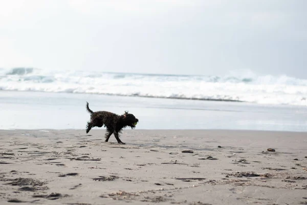 Una Silhouette Cucciolo Che Precipita Nell Oceano Sulla Spiaggia Sabbia — Foto Stock