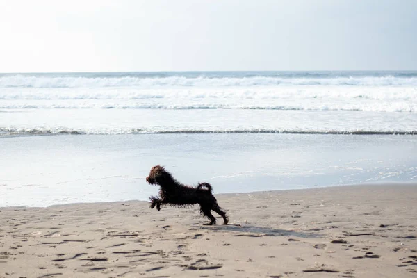 Una Silhouette Cucciolo Che Precipita Nell Oceano Sulla Spiaggia Sabbia — Foto Stock