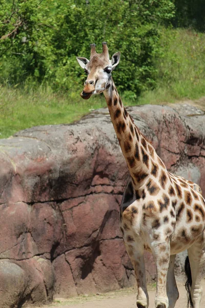 Gros Plan Une Girafe Drôle Reposant Dans Parc — Photo