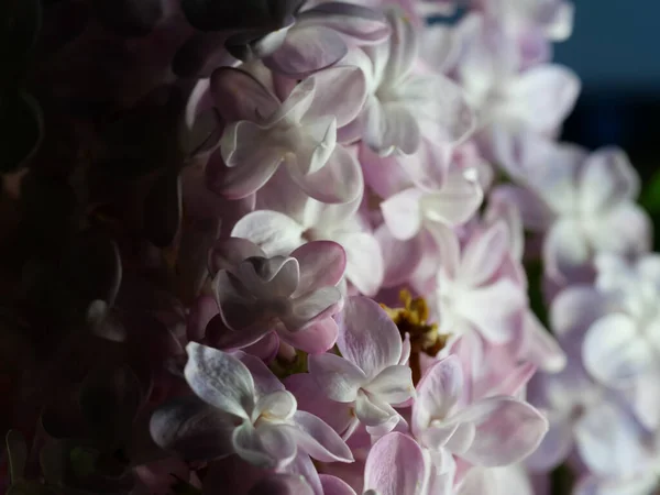 Een Close Shot Van Bloeiende Lila Bloemen — Stockfoto