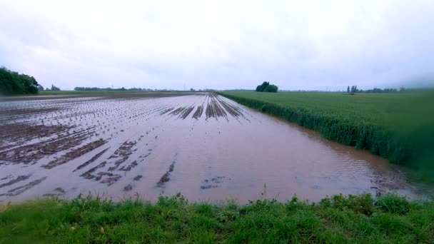 Plántulas Las Cosechas Sumergidas Como Lluvia Cae Campo Saturado Cerca — Vídeos de Stock