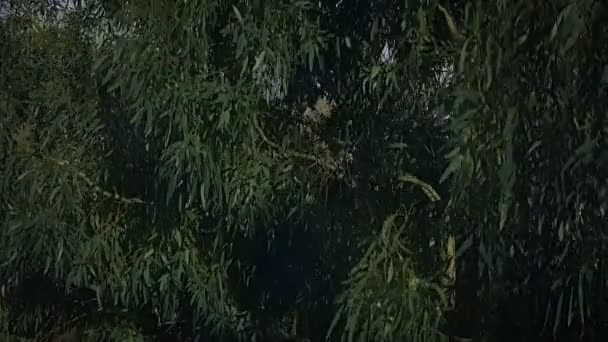 Closeup Drone Výstup Eukalyptového Stromu Přímo Vrchol Kde Výhled Anglickou — Stock video