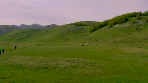 Eine Schafherde Weidet Auf Einer Grünen Wiese Der Nähe Eines — Stockvideo