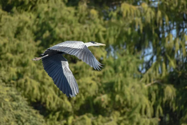 Garça Cocoi Ardea Cococoi Voo Parque Público Lago Las Regatas — Fotografia de Stock