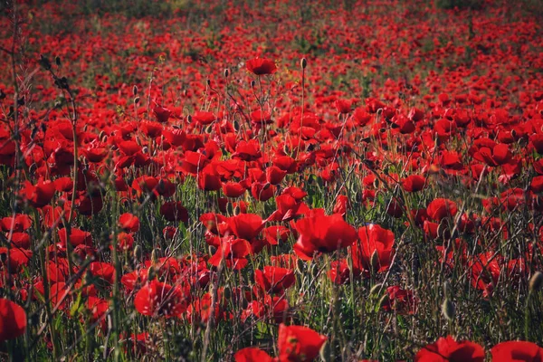 Una Vista Panorámica Las Amapolas Shirley Rojas Creciendo Campo Campo — Foto de Stock