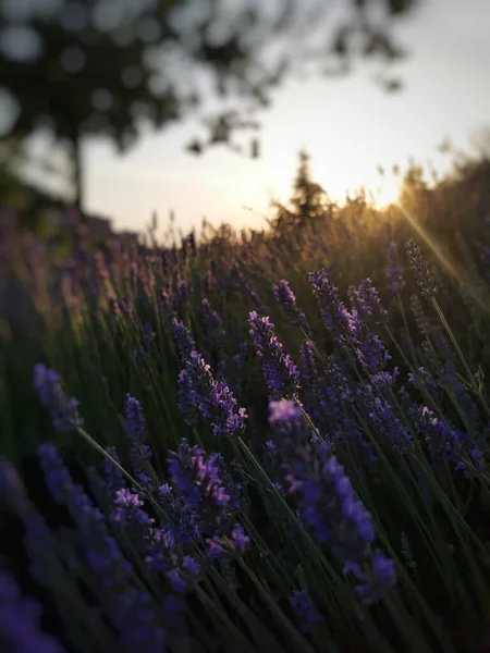 Eine Wunderschöne Landschaft Von Lavendel Einem Feld Bei Sonnenuntergang — Stockfoto