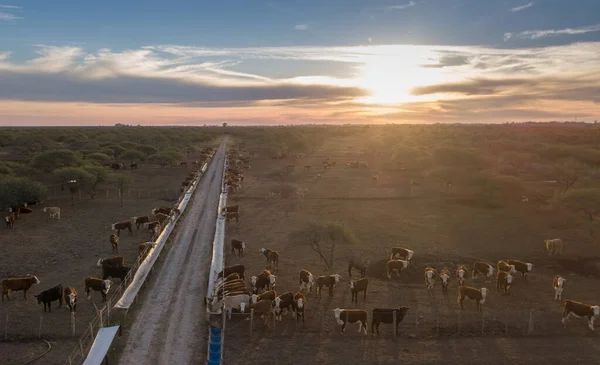 野原の美しい夕日 太陽が地平線に沈むと フィードバックの牛 — ストック写真