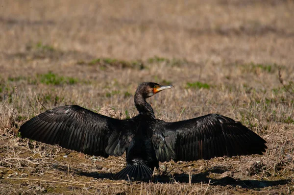 Büyük Bir Karabatak Phalacrocorax Carbo Güneşin Altında Kanatlarını Kurutur — Stok fotoğraf