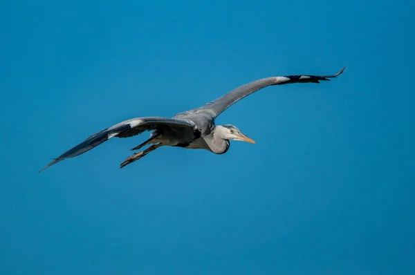 Mavi Gökyüzünde Uçan Gri Balıkçıl Ardea Cinerea — Stok fotoğraf