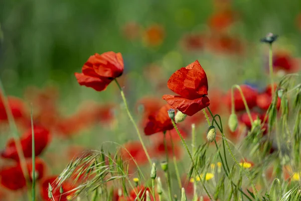 フィールド内の赤いケシの花の選択的なフォーカスショット — ストック写真