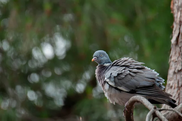 Gewone Houtduif Columba Palumbus Een Boomtak Die Zijn Veren Kamt — Stockfoto