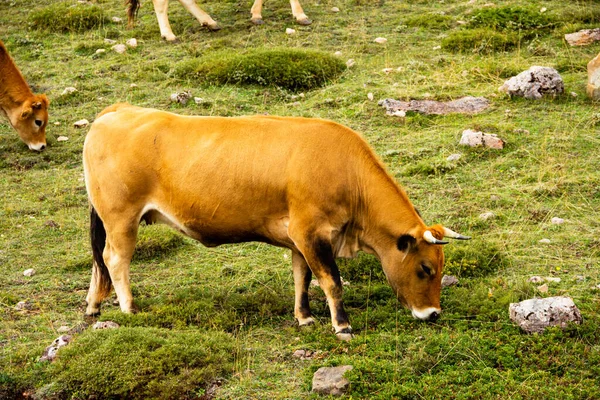 Tiro Perto Vacas Pastando Colina Coberta Vegetação — Fotografia de Stock