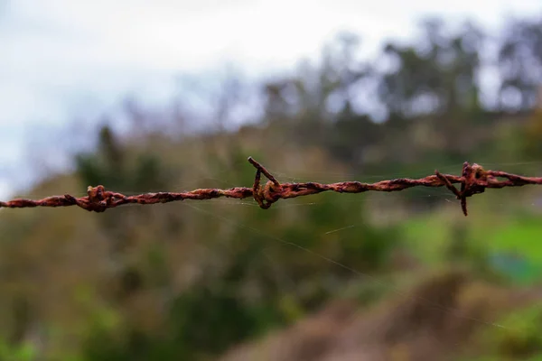 Tiro Foco Seletivo Fio Com Árvores Fundo — Fotografia de Stock