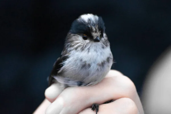 Close Long Tailed Tit Egithalos Caudatus Bird Ringing Held One — Stock Photo, Image