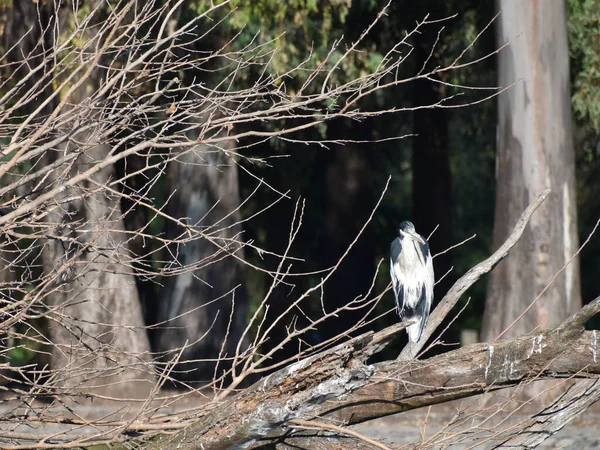 Cocoi Heron Ardea Cocoi Placerad Ett Träd Offentlig Park Buenos — Stockfoto