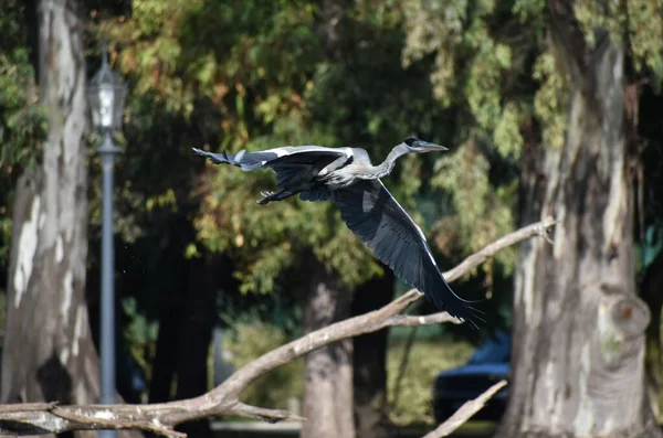 Garça Cocoi Ardea Cococoi Voo Parque Público Lago Las Regatas — Fotografia de Stock