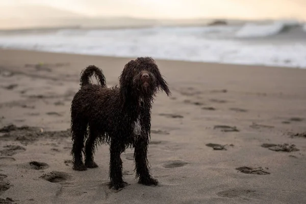 Altın Gün Batımında Okyanusun Kıyısındaki Kumsalda Tatlı Bir Rlanda Spaniel — Stok fotoğraf