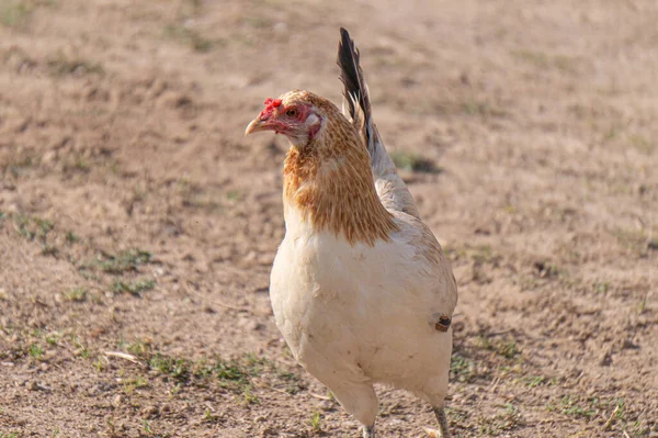 Primer Plano Una Gallina Jardín — Foto de Stock