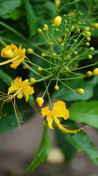 Tiro Seletivo Foco Uma Planta Flowering Amarela Que Cresce Jardim — Fotografia de Stock